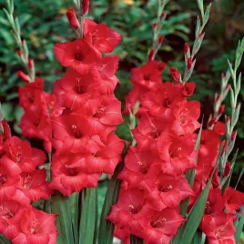 mieczyk-wielkokwiatowy-rosiebee-red-5-szt-mieczyki-cebulki-mieczykow