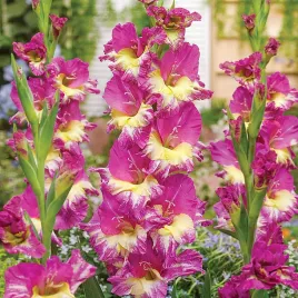 gladiolus-mieczyk-wielkokwiatowy-extravert-5-szt-mieczyki-cebulki-mieczykow