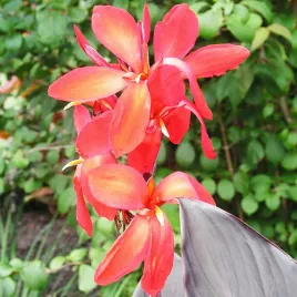 canna-kanna-paciorecznik-ingeborg-1-szt-sadzonki-canny-kanny