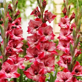 mieczyk-wielkokwiatowy-strawberry-swirl-5-szt-mieczyki-cebulki-mieczykow