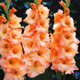 gladiolus-mieczyk-wielkokwiatowy-donatella-5-szt-mieczyki-cebulki-mieczykow