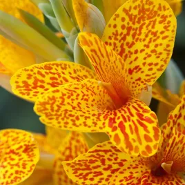 canna-kanna-paciorecznik-nakrapiana-spotted-gespikkeld-1-szt-sadzonki-kanny