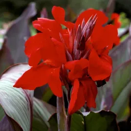 canna-kanna-paciorecznik-eric-neubert-1-szt-sadzonki-canny-kanny