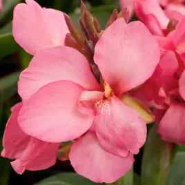canna-kanna-paciorecznik-crimson-beauty-1-szt-sadzonki-canny-kanny