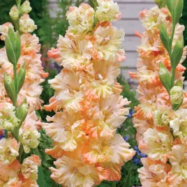 gladiolus-mieczyk-karbowany-the-great-queen-elizabeth-5szt-mieczyki-cebulki