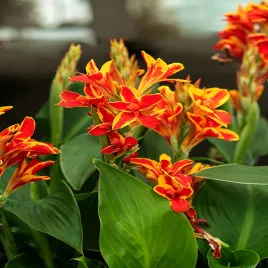 canna-kanna-paciorecznik-mandarin-orange-1-szt-sadzonki-canny-kanny