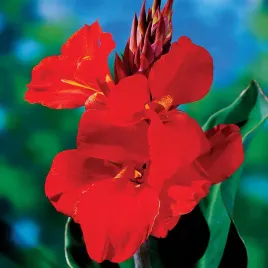 canna-kanna-paciorecznik-cherry-red-1-szt-sadzonki-canny-kanny