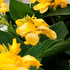 canna-kanna-paciorecznik-shining-yellow-1-szt-sadzonki-canny-kanny