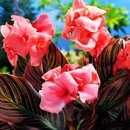 kanna-canna-paciorecznik-rozowa-pink-ciemny-lisc-1-szt-sadzonki-kanny-canny