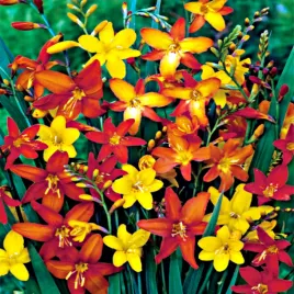 crocosmia-cynobrowka-krokosmia-cebulki-mix-mieszanka-odmian-10-szt