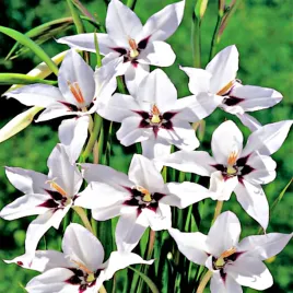 acidanthera-mieczyk-abisynski-10-szt-mieczyki-cebulki-mieczykow