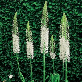 eremurus-pustynnik-line-dance-himalaicus-bialy-1-szt-sadzonka-sadzonki