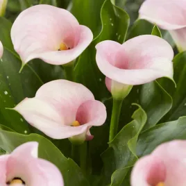 zantedeschia-calla-kalla-kalia-captain-melrose-1-szt-cebulki-kwiatowe-bulwy