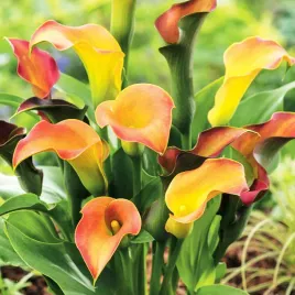 zantedeschia-calla-kalla-kalia-captain-lido-1-szt-cebulki-kwiatowe-bulwy