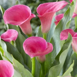 zantedeschia-calla-kalla-kalia-captain-samba-1-szt-cebulki-kwiatowe-bulwy