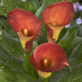 zantedeschia-calla-kalla-kalia-captain-trinity-1-szt-cebulki-kwiatowe-bulwy