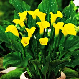 zantedeschia-calla-kalla-kalia-florex-gold-1-szt-cebulki-kwiatowe-bulwy