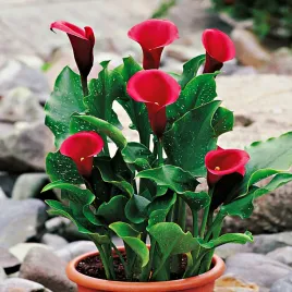zantedeschia-calla-kalla-kalia-red-alert-1-szt-cebulki-kwiatowe-bulwy
