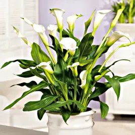 zantedeschia-calla-kalla-kalia-calgary-1-szt-cebulki-kwiatowe-bulwy