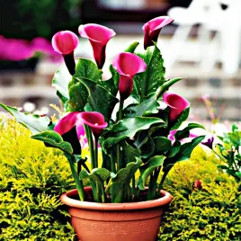 zantedeschia-calla-kalla-kalia-rose-queen-1-szt-cebulki-kwiatowe-bulwy