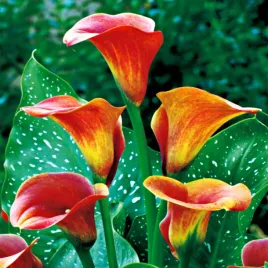 zantedeschia-calla-kalla-kalia-mango-1-szt-cebulki-kwiatowe-bulwy