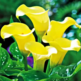 zantedeschia-calla-kalla-kalia-black-magic-1-szt-cebulki-kwiatowe-bulwy