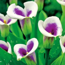 zantedeschia-calla-kalla-kalia-picasso-1-szt-cebulki-kwiatowe-bulwy