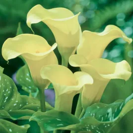 zantedeschia-calla-kalla-kalia-albomaculata-1-szt-cebulki-kwiatowe-bulwy