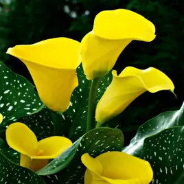 zantedeschia-calla-kalla-kalia-zolta-1-szt-cebulki-kwiatowe-bulwy