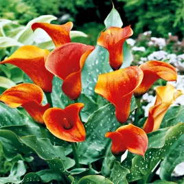 zantedeschia-calla-kalla-kalia-pomaranczowa-1-szt-cebulki-kwiatowe-bulwy