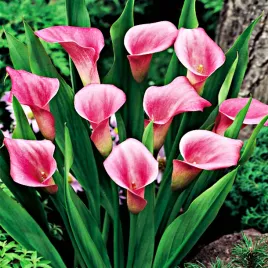 zantedeschia-calla-kalla-kalia-rozowa-1-szt-cebulki-kwiatowe-bulwy