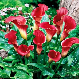 zantedeschia-calla-kalla-kalia-czerwona-1-szt-cebulki-kwiatowe-bulwy