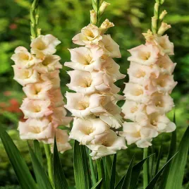 gladiolus-mieczyk-kremowy-10-szt-mieczyki-cebulki-mieczykow