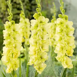 gladiolus-mieczyk-limonkowy-5-szt-mieczyki-cebulki-mieczykow