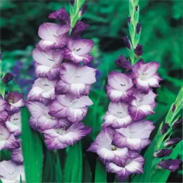 gladiolus-mieczyk-bialo-fioletowy-100-szt-mieczyki-cebulki-mieczykow