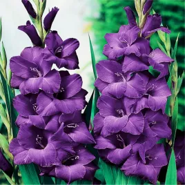 gladiolus-mieczyk-fioletowy-5-szt-mieczyki-cebulki-mieczykow