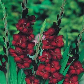 gladiolus-mieczyk-bordowy-5-szt-mieczyki-cebulki-mieczykow