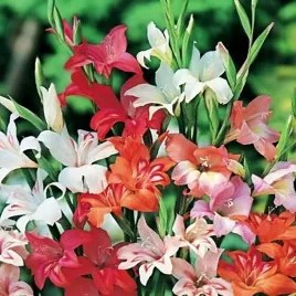 gladiolus-mieczyk-niski-nanus-mix-5-szt-mieczyki-cebulki-mieczykow