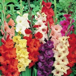 gladiolus-mieczyk-mix-5-szt-mieczyki-cebulki-mieczykow