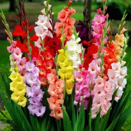 gladiolus-mieczyk-mix-50-szt-mieczyki-cebulki-mieczykow