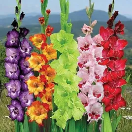 gladiolus-mieczyk-egzotyczny-mix-10-szt-mieczyki-cebulki-mieczykow