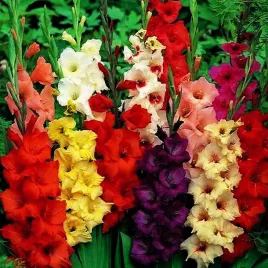 gladiolus-mieczyk-mix-50-szt-rozmiar-10-12-mieczyki-cebulki-mieczykow