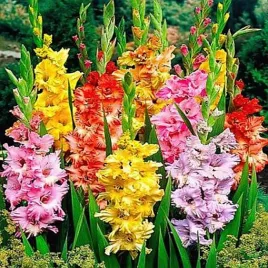 gladiolus-mieczyk-karbowany-mix-10-szt-mieczyki-cebulki-mieczykow
