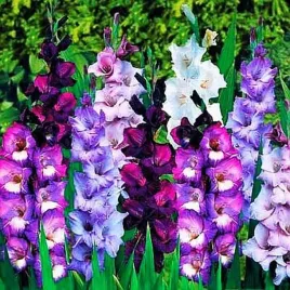 gladiolus-mieczyk-kolory-fioletu-mix-10-szt-mieczyki-cebulki-mieczykow