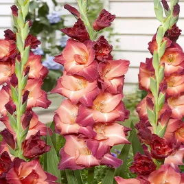 gladiolus-mieczyk-wielkokwiatowy-ocaso-5-szt-mieczyki-cebulki-mieczykow