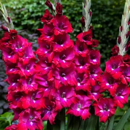 gladiolus-mieczyk-wielkokwiatowy-adele-5-szt-mieczyki-cebulki-mieczykow