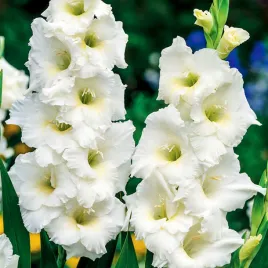 mieczyk-wielkokwiatowy-nova-zembla-5-szt-mieczyki-cebulki-mieczykow