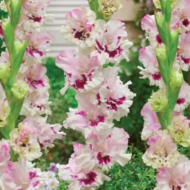 mieczyk-wielkokwiatowy-dreamy-creamy-5-szt-mieczyki-cebulki-mieczykow