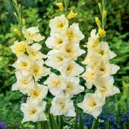 gladiolus-mieczyk-wielkokwiatowy-speed-date-5szt-mieczyki-cebulki-mieczykow