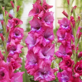gladiolus-mieczyk-lumierre-5-szt-mieczyki-cebulki-mieczykow